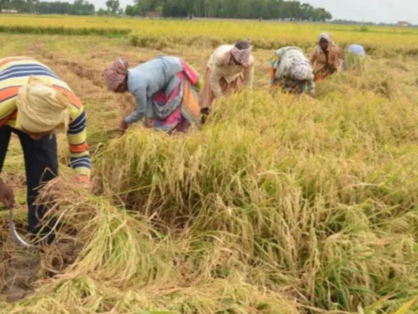 Goldmine Farm to Market celebrates 3 years of providing quality rice in PH