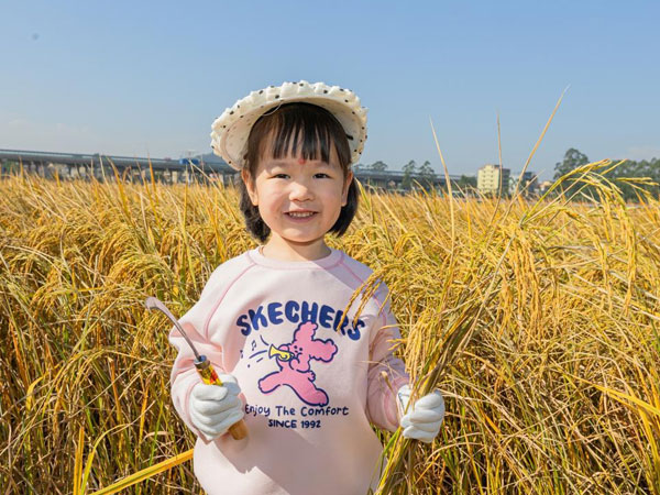 Rice harvest event showcases animal manure fertilizer program in Guangdong