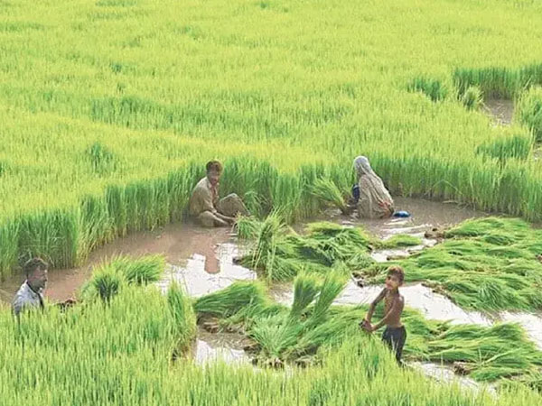 Driving Sustainable Rice Production: Scaling RiceAdvice and the Sustainable Rice Platform, 2022–2025