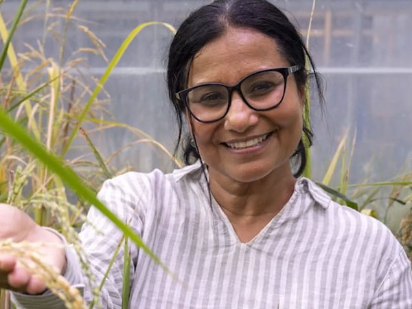 Researchers make incredible discovery inside rice that could change food supply: 'A promising target'