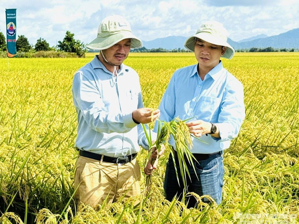 Viet Nam announces high-quality rice production protocols