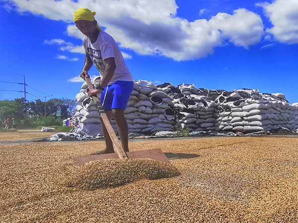 PSA: 2025 palay farmgate price falls to ₱17.7 a kilo, a 3-year low