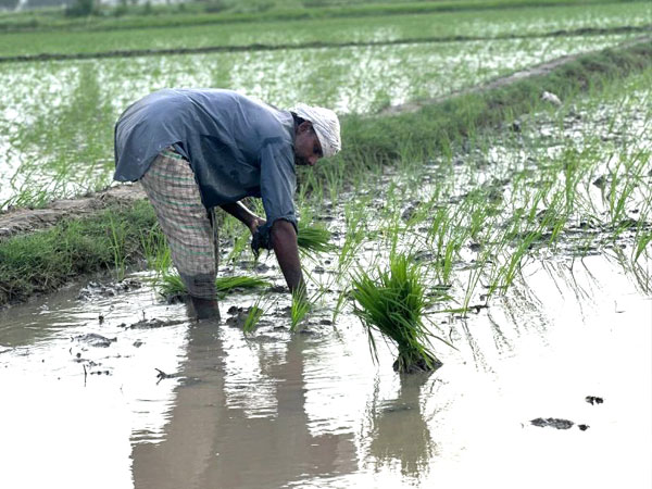 3 countries hope to expand share of PHL rice market