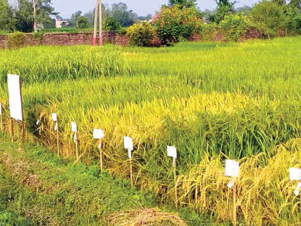 Rice production falls by 250,000 tonnes