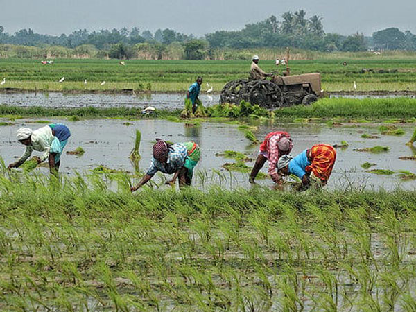 Centre rejects TN’s plea to relax paddy moisture norm by 5 per cent