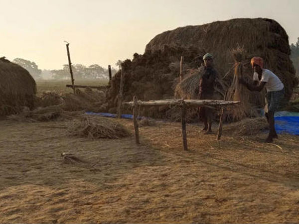 State to procure 81,200MT of paddy from Kendrapada farmers in first phase