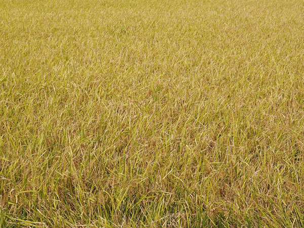 Philippines officially returns to international rice market