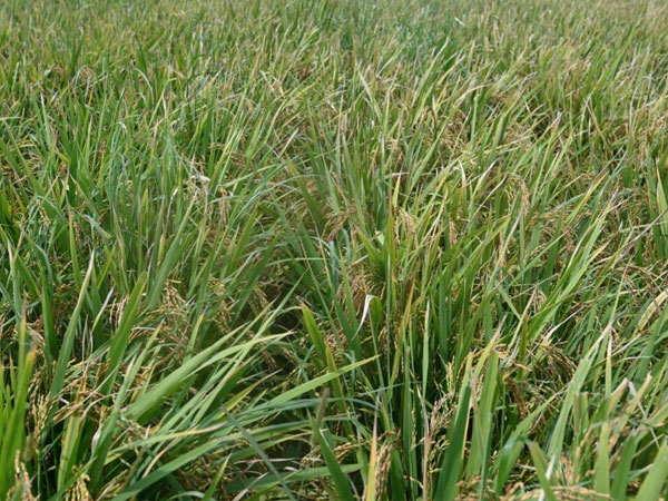 North identified as key growth hub for rice industry