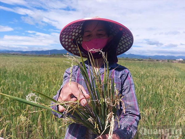 Quang Ninh: Large areas of rice fields experience reduced yields suspected to be due to salinity intrusion