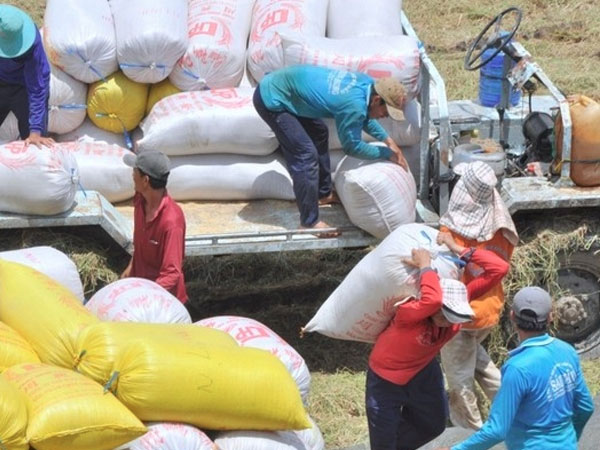 Market diversification helps Vietnam maintain rice export volume
