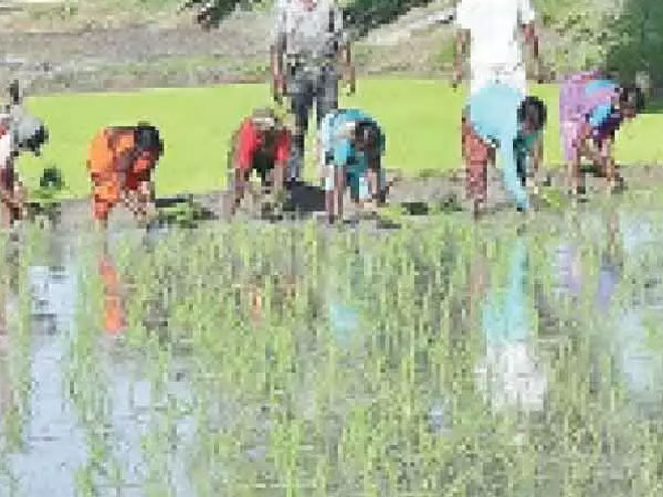 Sowing area of paddy, maize up in Kharif in RR district