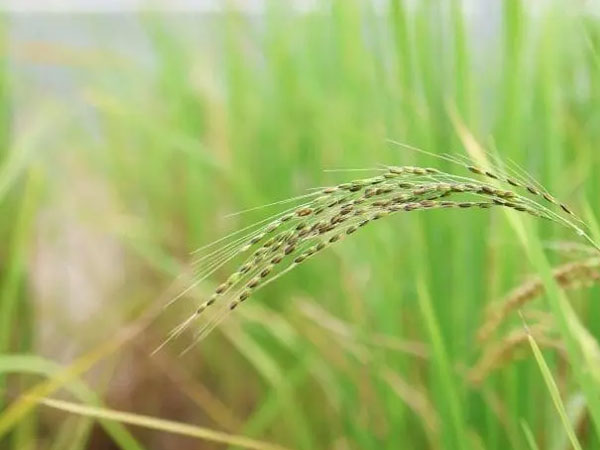 FG trains Kogi rice farmers on modern processing