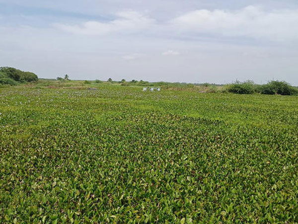 Water draining slowly from paddy fields, TN's Nagapattinam farmers blame it on hyacinth-blocked canals