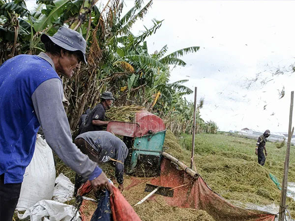Floods inundate rice fields, Jakarta farmers forced to harvest early