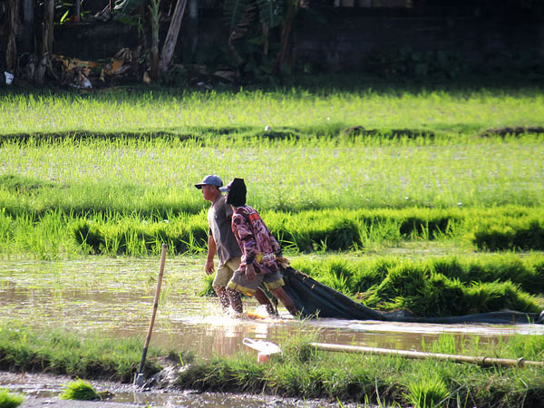 NFA rice auction raises P936.5M