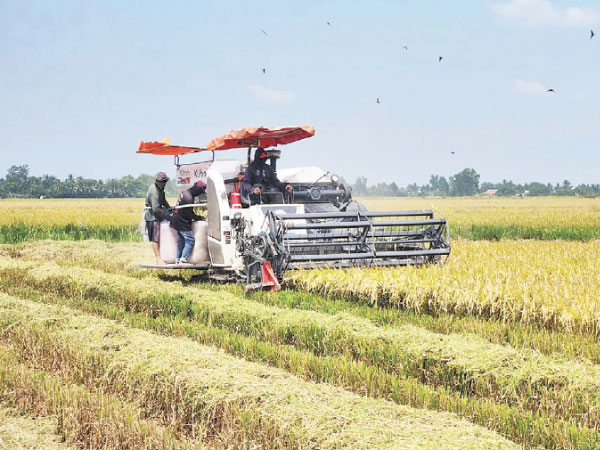 Tiny Pests Are Destroying American Rice Fields. It's Another Hit For Farmers