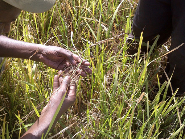 Introducing CRISP: Satellite data for global rice climate resilience and food security