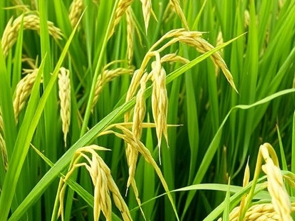 New Rice Gene Overcomes Yield-Quality Trade-Off, Boosting Both Traits