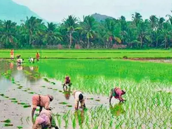 Rice Prices Rising in Parts of Rayalaseema Due Water Shortage in TB Dam