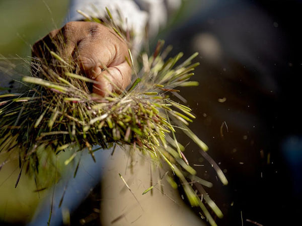 Bill aims to recognize inherent right of wild rice, Minnesota’s state grain in decline