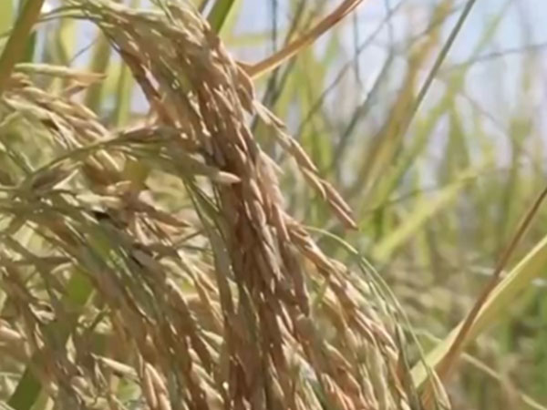 Chinese scientists unlock ‘longevity rice’ gene, enabling multi-year harvests