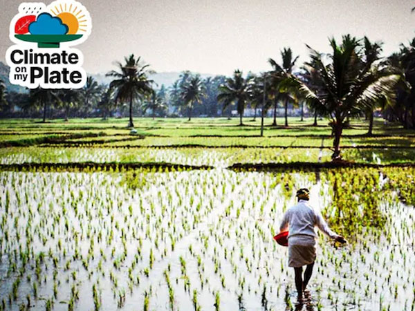 Rice or ruin: How India's favourite grain is feeling and fuelling climate crisis