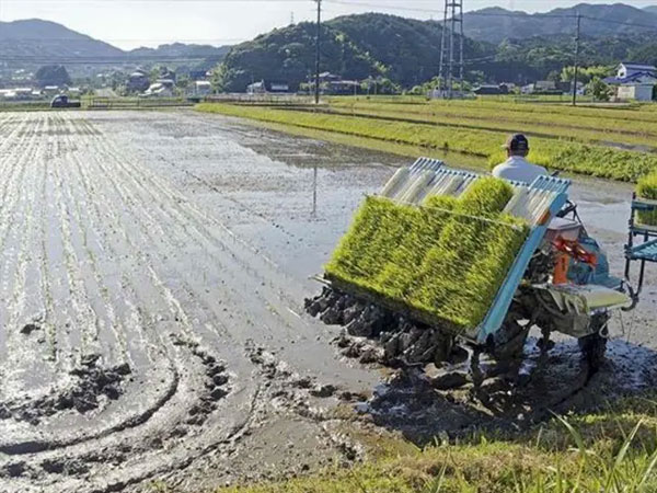 Vietnam and Japan in tie-up on rice development