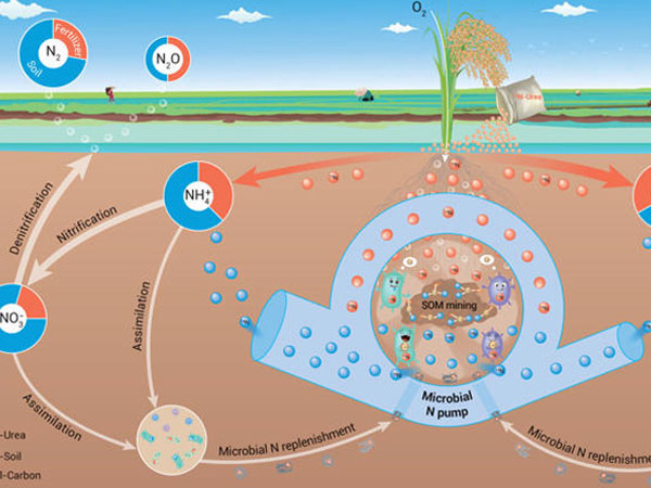 Soil, not fertilizer, is primary source of nitrogen gas loss in rice paddies, study reveals