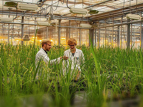 It looks like rice's own defense, but this fungal trick turns a lifesaving response into a crop-killing weapon