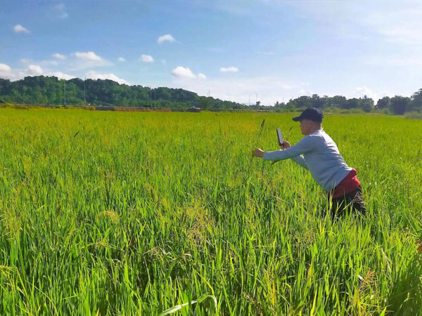 Brown spot remains top rice disease in Western Visayas