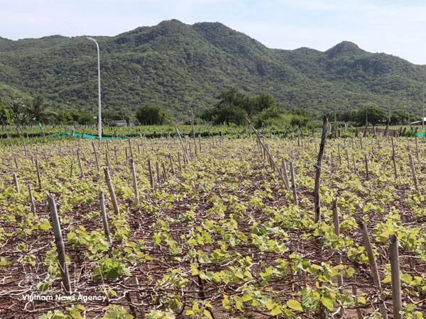 Green production zones to boost standing of Vietnamese farm products