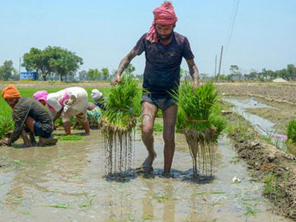 Hybrid paddy boom triggers rice quality fears in Punjab