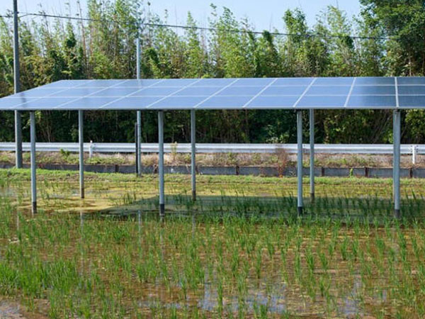 A six-year Japanese rice-field trial found solar panels cut yield by 23%, but crop-and-electricity revenue was about 14 times higher