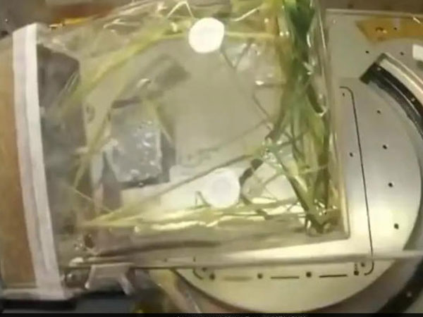 China harvests first rice crop grown in space, paves way for farming beyond Earth