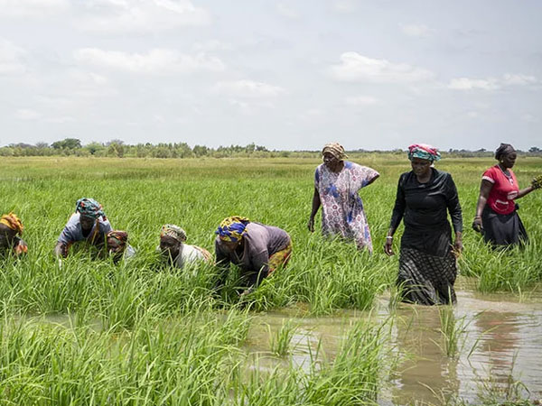 Ghana: African Development Bank approves $18.8 million grant to boost rice production