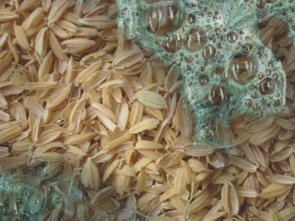 Researchers recycle rice husks into a wonder material that removes toxic dyes from water