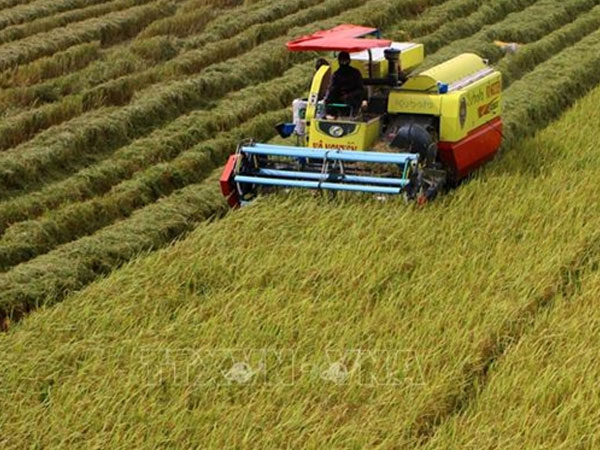 Cần Thơ increases data-driven management of low-emission rice production