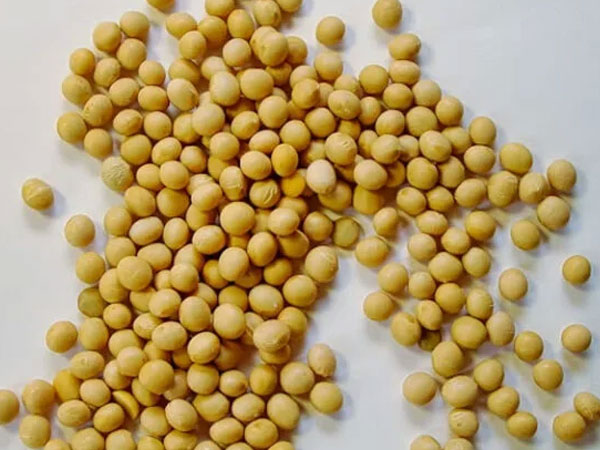 China Buys 1 Million Tonnes of US Soybeans Ahead of Trump-Xi Summit