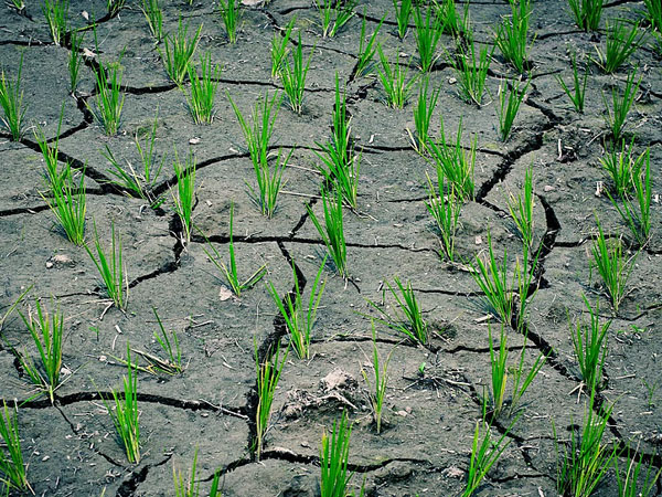 India’s weakening southwest monsoon is a multi-sectoral challenge