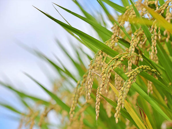 Longping high-tech rice variety sets new super-rice yield record at 18.47 tonnes per hectare