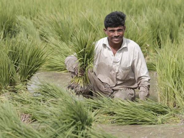 New herbicide collaboration targets weed resistance in Asian rice fields