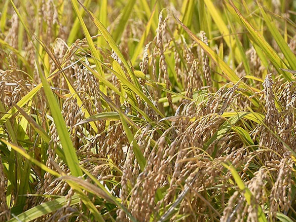Trading price for newly harvested rice reaches record high