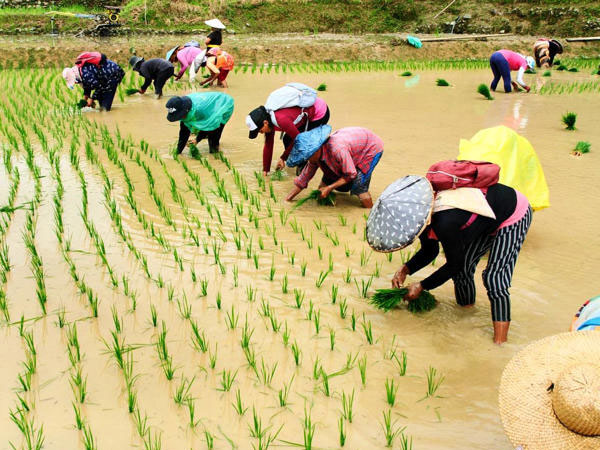 Makabayan: Marcos’ EOs not enough, rice tariff law repeal needed