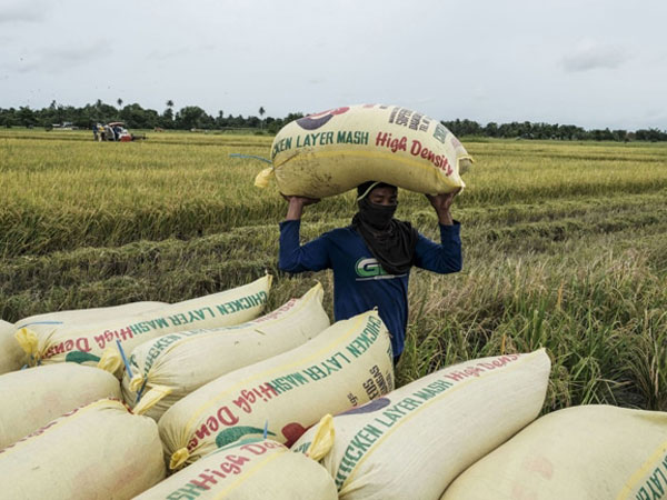 Rice production goal still within reach—DA