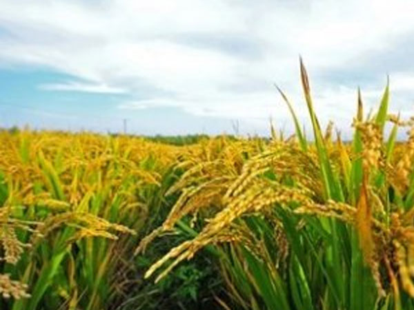 Uttar Pradesh Aims To Procure 60 LMT Paddy From 1 Oct: Reports