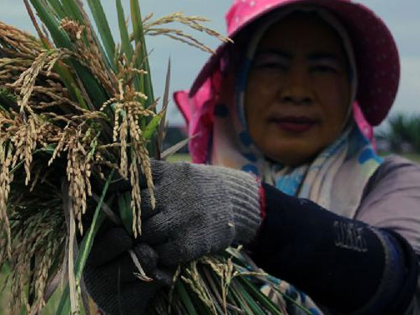Statistics Indonesia Projects 4.1 Million-Ton Increase in 2025 Rice Production