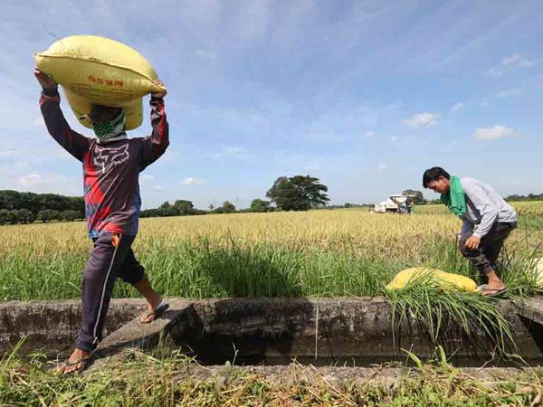Rice output ‘disappointing’ even after surpassing DA’s downgraded 2025 target