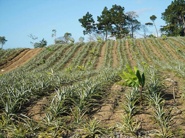 Cagayan set to boost rice industry with new P275M rice processing center