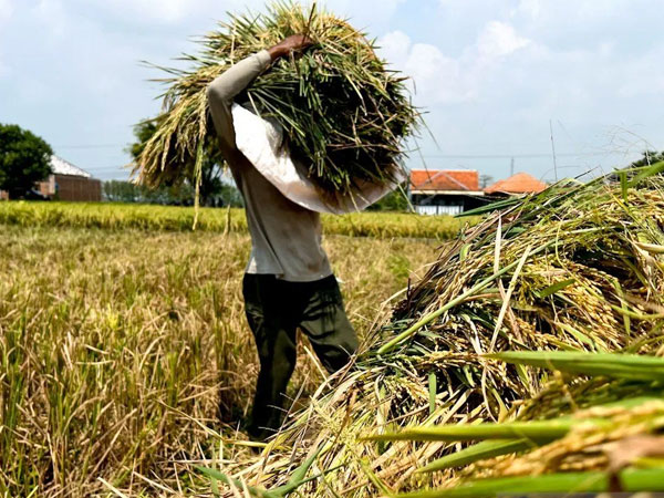 Ministry bolsters crop insurance to maintain rice production