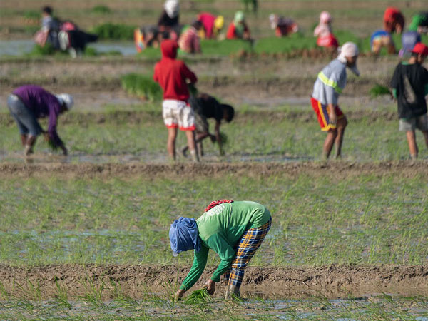 NFA eases palay rules ahead harvest